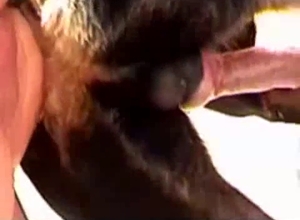 The tight anus of a pup gets fisted here