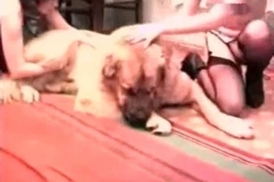 Trained doggy is getting in the hot bestiality