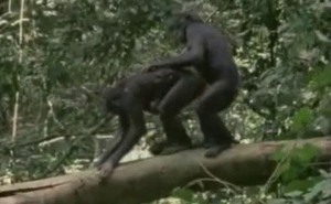 Pair of horny monkeys decide to have some fun together