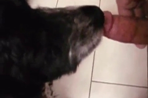 Dude is jerking his big dick into the mouth of a dog