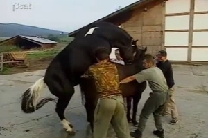 Amazing horses are fucking in the doggy style pose