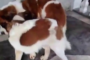 Pair of loveable dogs are having some passionate sex
