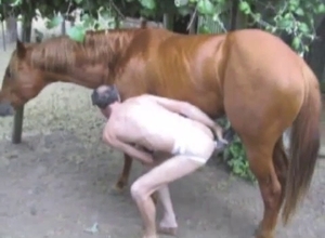 Amazing brown horse dominates over a zoofil